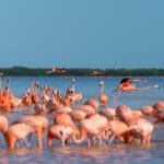 Agencia SEO en Mérida | Keycode Agencia Digital Vista de flamencos en playa de Merida, destacando la ubicación local de una agencia SEO en Merida especializada. Agencia SEO en Merida-Keycode