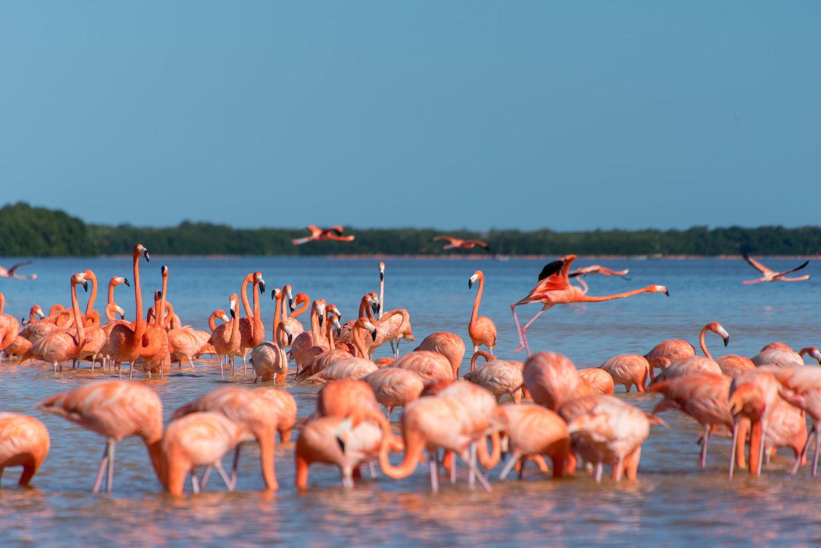 Agencia SEO | Keycode Agencia Digital Vista de flamencos en playa de Merida, destacando la ubicación local de una agencia SEO en Merida especializada. Agencia SEO en Merida-Keycode